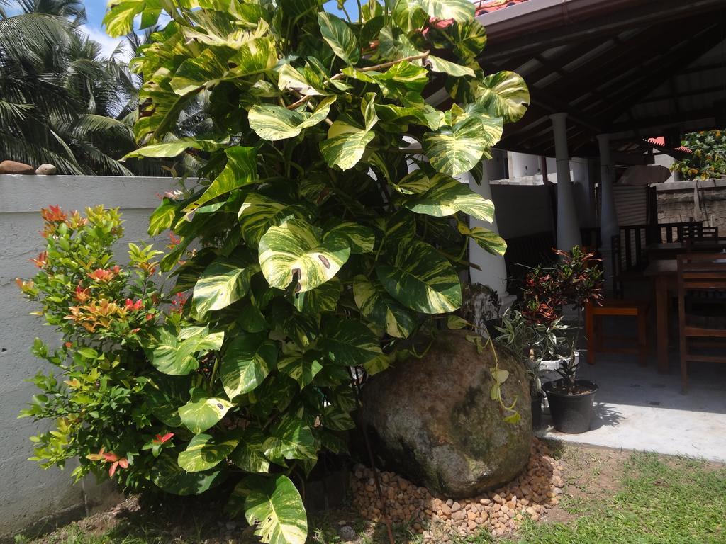 Ceylon Surf Guest And Restaurant Bed and Breakfast Weligama Exteriör bild